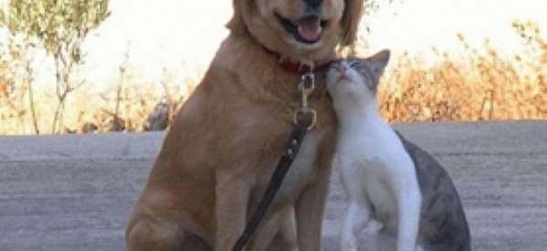 ”Nu închideți ochii atunci când vedeți animale chinuite!” ”Nu închideți ochii atunci când vedeți animale chinuite!”