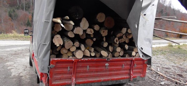Bistrița-Năsăud: Acțiuni pentru prevenirea și combaterea tăierilor ilegale de arbori Bistrița-Năsăud: Acțiuni pentru prevenirea și combaterea tăierilor ilegale de arbori