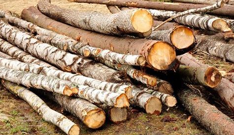 Bărbat din Dumitra, reţinut după ce a furat din pădure lemn în valoare de 4.700 lei Bărbat din Dumitra, reţinut după ce a furat din pădure lemn în valoare de 4.700 lei