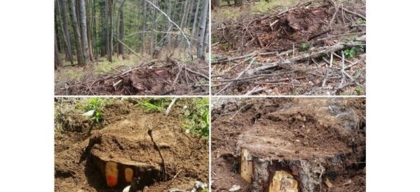 Trei persoane din Archid și Budacu de Sus reținute, pentru infracțiuni la regimul silvic Trei persoane din Archid și Budacu de Sus reținute, pentru infracțiuni la regimul silvic