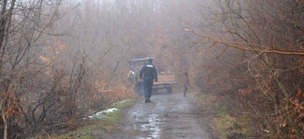 Furturi de lemn, sancționate de jandarmii bistrițeni în Cușma și Măgura Mare Furturi de lemn, sancționate de jandarmii bistrițeni în Cușma și Măgura Mare