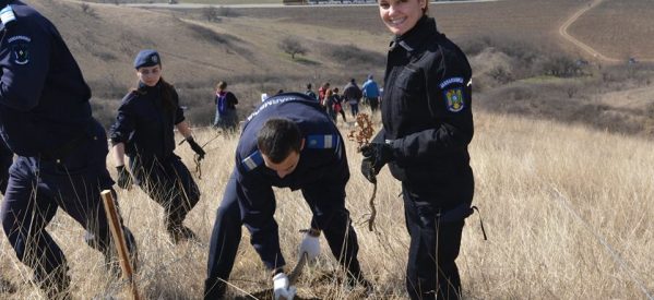 Jandarmii bistrițeni au ajutat la împădurirea a 10 ha de teren Jandarmii bistrițeni au ajutat la împădurirea a 10 ha de teren