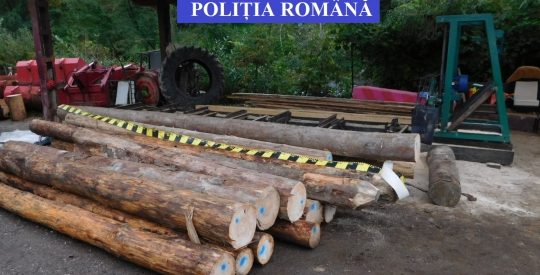 Material lemnos fără documente legale, în valoare de peste 30.000 de lei, confiscat de polițiștii din Sângeorz-Băi ca urmare a unor percheziții Material lemnos fără documente legale, în valoare de peste 30.000 de lei, confiscat de polițiștii din Sângeorz-Băi ca urmare a unor percheziții
