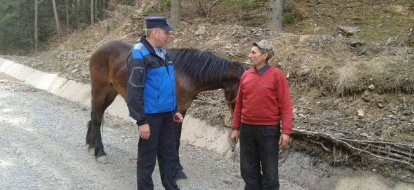 Și-a recuperat calul pierdut cu sprijinul jandarmilor montani din Rodna Și-a recuperat calul pierdut cu sprijinul jandarmilor montani din Rodna
