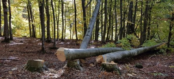 Bărbat din localitate Șanț, cercetat pentru săvârșirea infracțiunii de tăiere fără drept de arbori Bărbat din localitate Șanț, cercetat pentru săvârșirea infracțiunii de tăiere fără drept de arbori