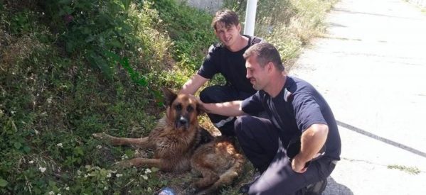 Câine căzut într-un canal, salvat de pompierii bistrițeni Câine căzut într-un canal, salvat de pompierii bistrițeni