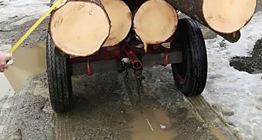Acțiune silvică derulată de jandarmi în zona localităţilor Lunca Ilvei şi Ilva Mică Acțiune silvică derulată de jandarmi în zona localităţilor Lunca Ilvei şi Ilva Mică