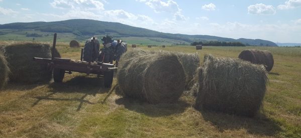 Un bărbat de 45 de ani din Beclean s-a ales cu dosar penal pentru furtul unor baloţi de fân Un bărbat de 45 de ani din Beclean s-a ales cu dosar penal pentru furtul unor baloţi de fân
